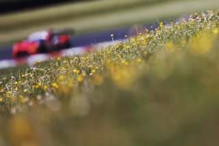 Darren Leung / Dan Harper - Century Motorsport BMW M4 GT3
 | British GT/JEP